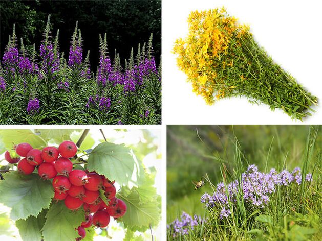 Useful for male potency herbs - Ivan tea, St. John, hawthorn and thyme