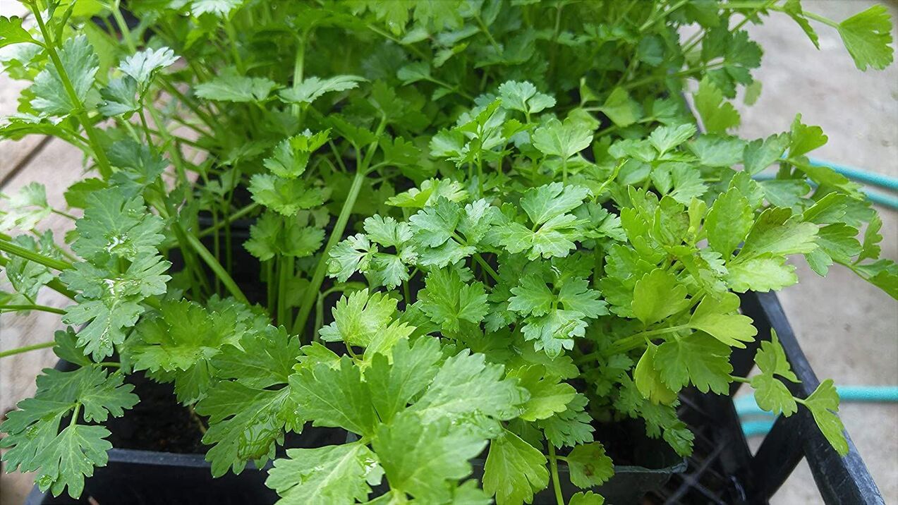 parsley for effect